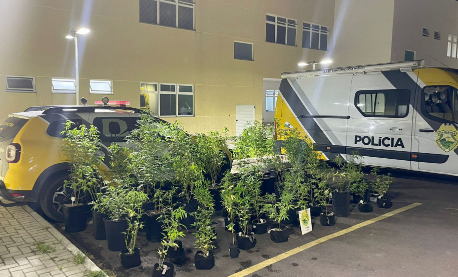 PM descobre estufa com 73 pés de maconha e prende traficante em São José dos Pinhais