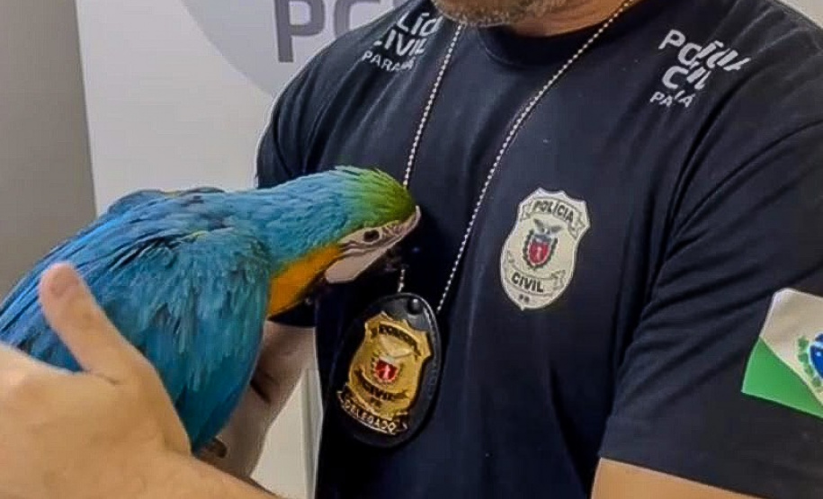 Abril Laranja: PCPR reforça importância do combate aos maus-tratos aos animais