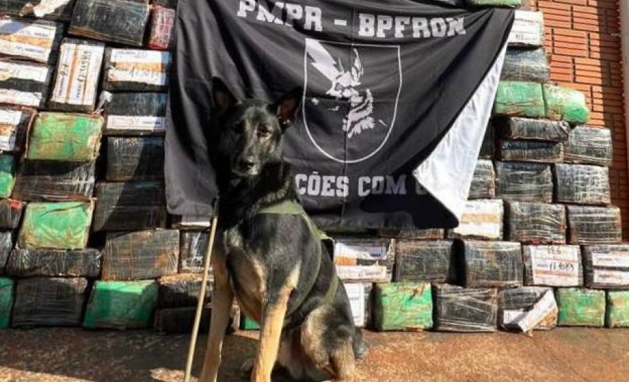 Com apoio de cão, PM apreende 1,5 tonelada de maconha em Santa Helena