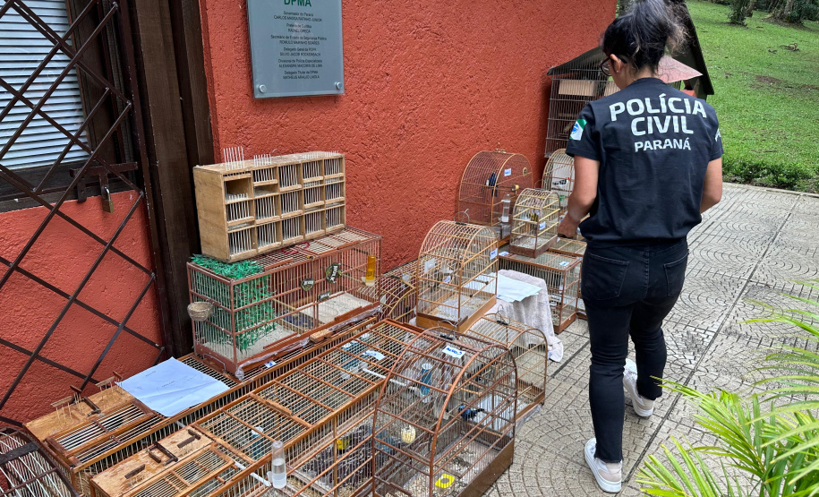 Abril Laranja: PCPR reforça importância do combate aos maus-tratos aos animais