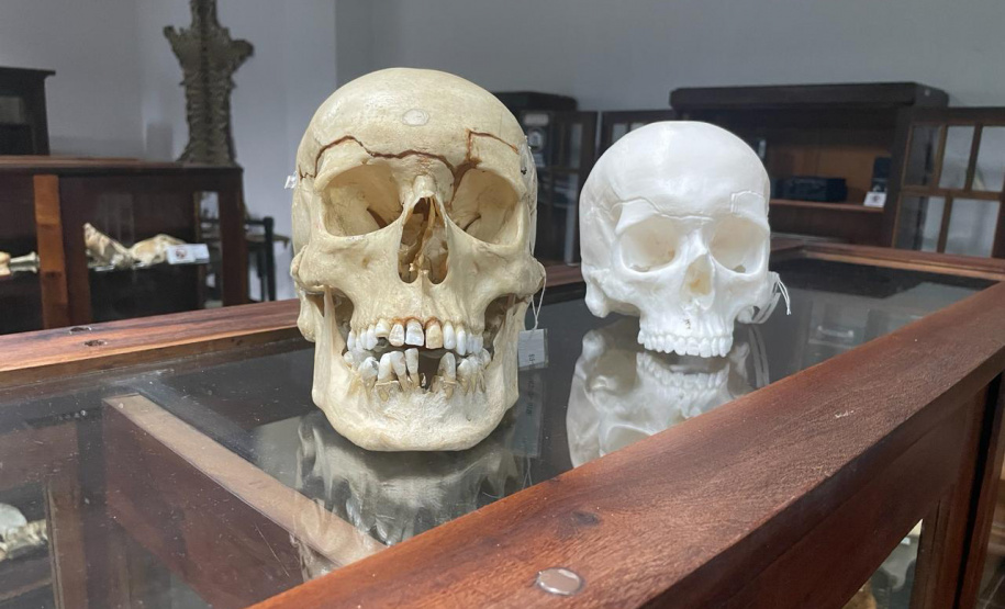 Réplica em 3D de crânio é a novidade no acervo do Museu de Ciências Forenses