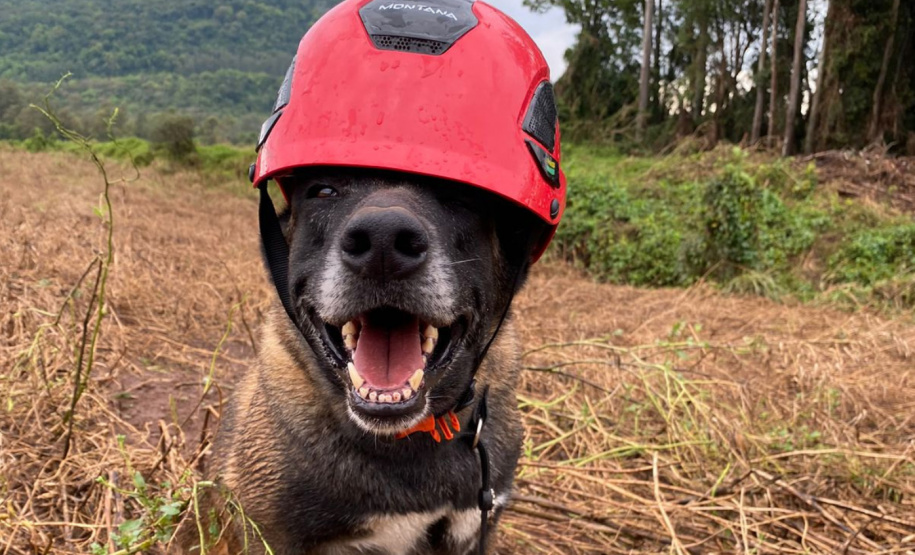 Paraná sedia pela 1ª vez Certificação Nacional de Cães de Busca e Resgate