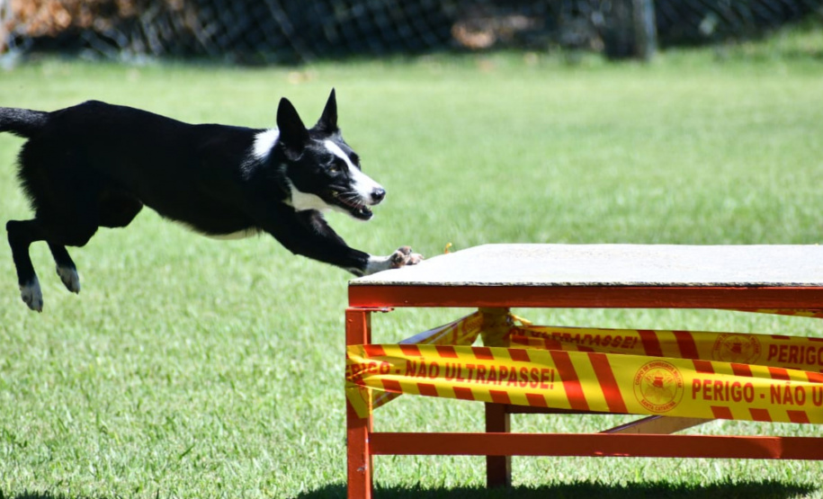 Paraná sedia pela 1ª vez Certificação Nacional de Cães de Busca e Resgate