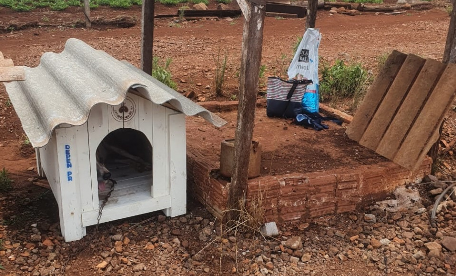 Casinhas feitas em penitenciária do Paraná vão ajudar a abrigar animais resgatados no RS