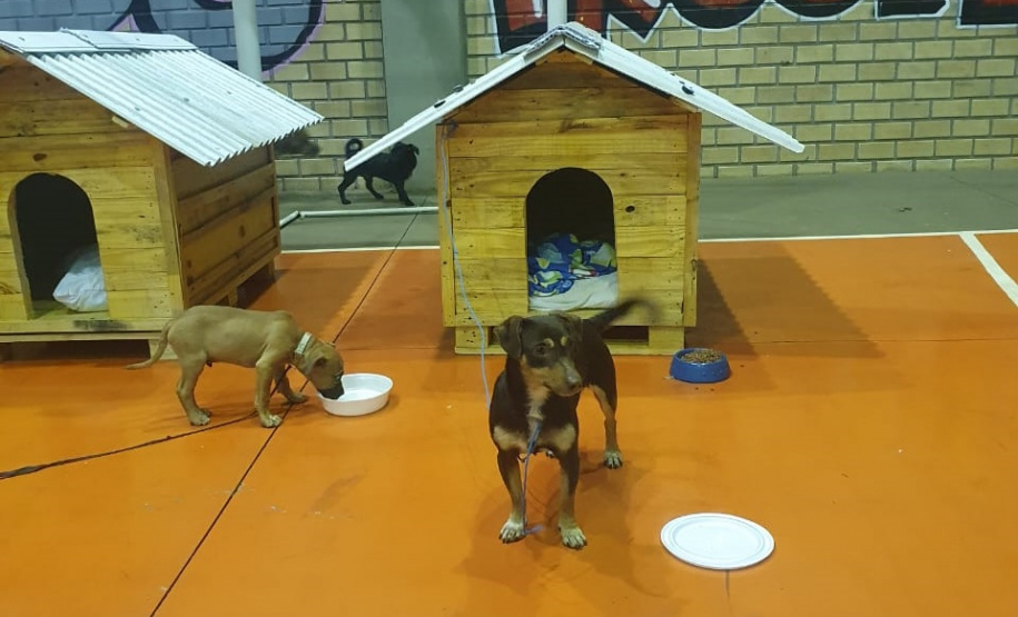 Casinhas feitas em penitenciária do Paraná vão ajudar a abrigar animais resgatados no RS