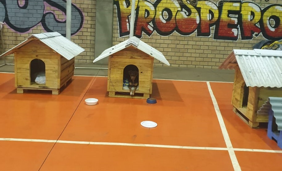 Casinhas feitas em penitenciária do Paraná vão ajudar a abrigar animais resgatados no RS