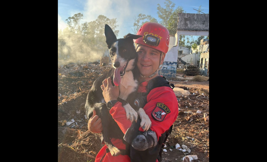 Com certificação nacional de duplas, Paraná amplia número de cães aptos para resgates