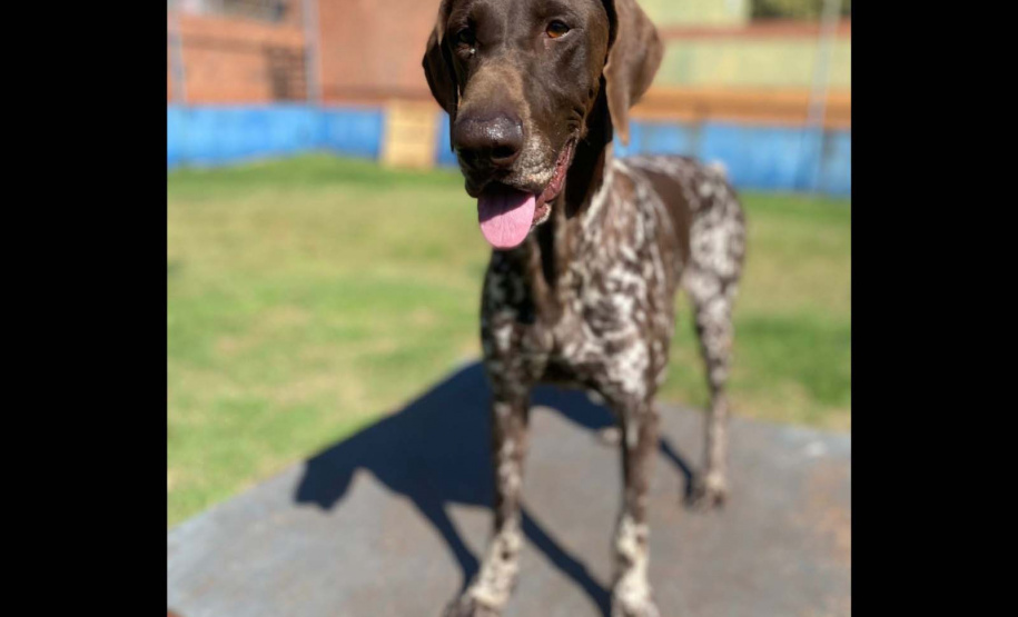 Paraná vai mandar novos bombeiros com cães de busca para o Rio Grande do Sul