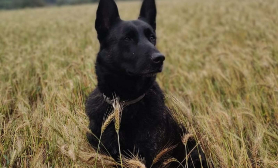 Paraná vai mandar novos bombeiros com cães de busca para o Rio Grande do Sul