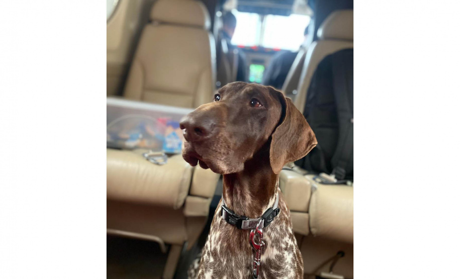 Cães e bombeiros do Paraná embarcam para o RS para ajudar em buscas por vítimas