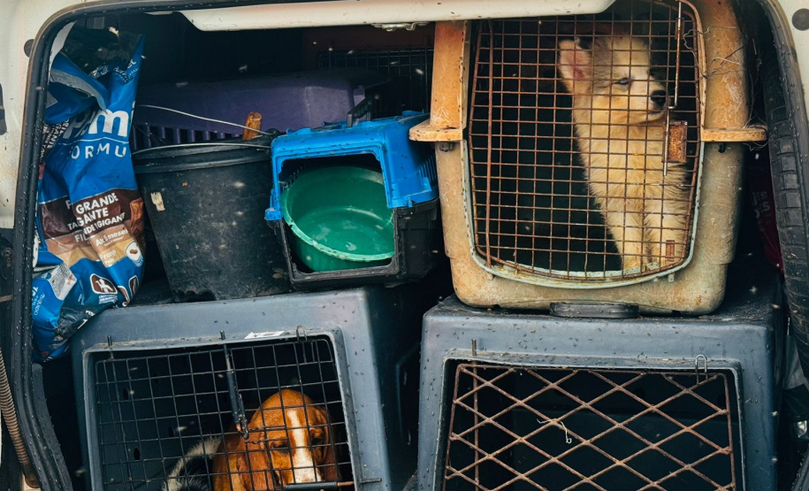 PMPR encontra 34 animais em situação de maus-tratos após abordagem em rodovia