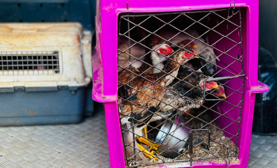 PMPR encontra 34 animais em situação de maus-tratos após abordagem em rodovia