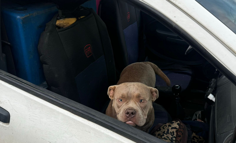 PMPR encontra 34 animais em situação de maus-tratos após abordagem em rodovia