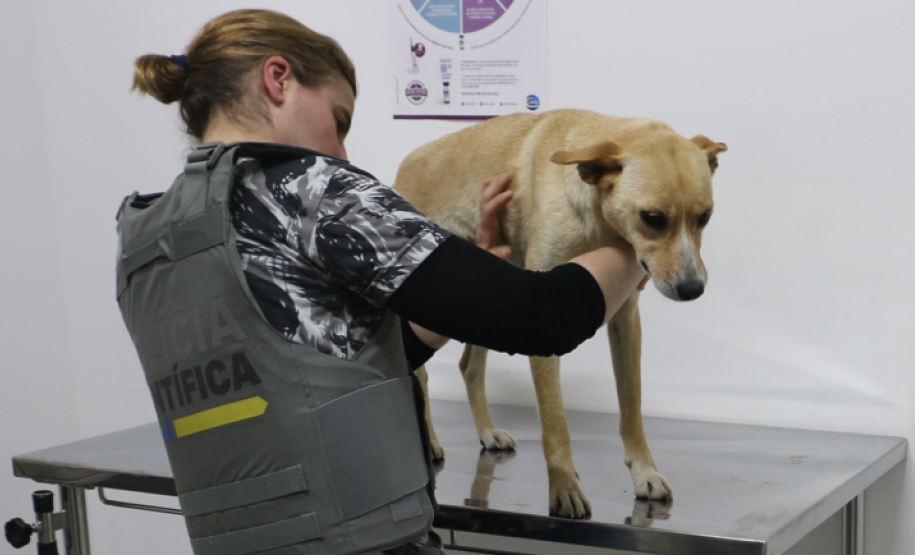 Meio Ambiente: Seção de Crimes Ambientais da Polícia Científica já emitiu mais de mil requisições de exames periciais A Seção de Crimes Ambientais (SCA), vinculada ao Instituto de Criminalística da Polícia Científica do Paraná (PCP), já emitiu 1.050 requisições de exames periciais desde a sua criação, em 2019. O dado foi divulgado na tarde desta quarta-feira (5), data que é celebrado internacionalmente o Dia do Meio Ambiente. A SCA é responsável pelos exames periciais em locais de crimes contra a flora, in