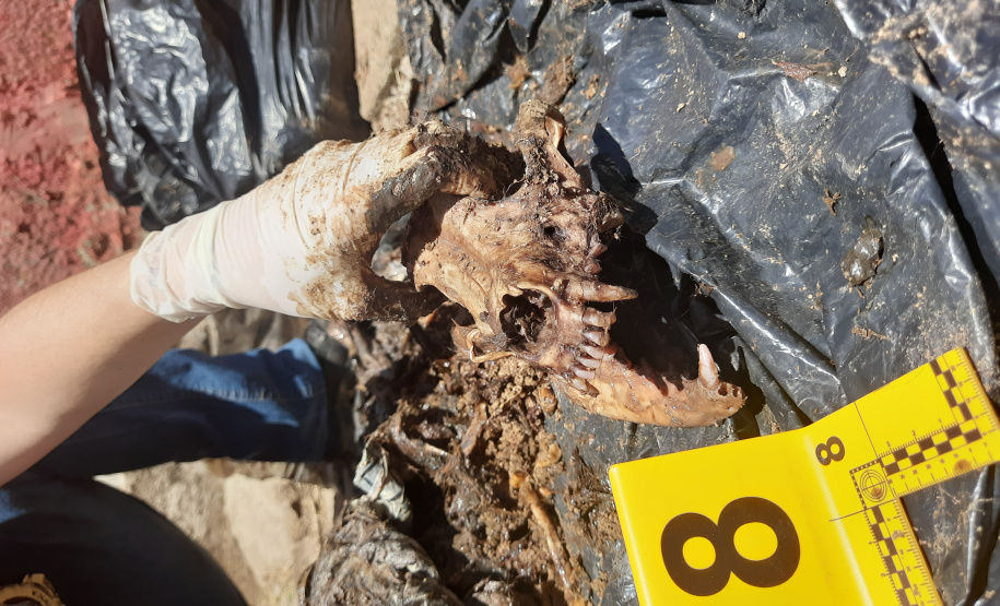 Meio Ambiente: Seção de Crimes Ambientais da Polícia Científica já emitiu mais de mil requisições de exames periciais A Seção de Crimes Ambientais (SCA), vinculada ao Instituto de Criminalística da Polícia Científica do Paraná (PCP), já emitiu 1.050 requisições de exames periciais desde a sua criação, em 2019. O dado foi divulgado na tarde desta quarta-feira (5), data que é celebrado internacionalmente o Dia do Meio Ambiente. A SCA é responsável pelos exames periciais em locais de crimes contra a flora, in