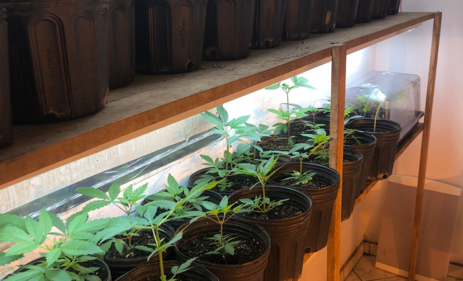 Polícia Militar desmantela estufa de maconha em Campina Grande do Sul