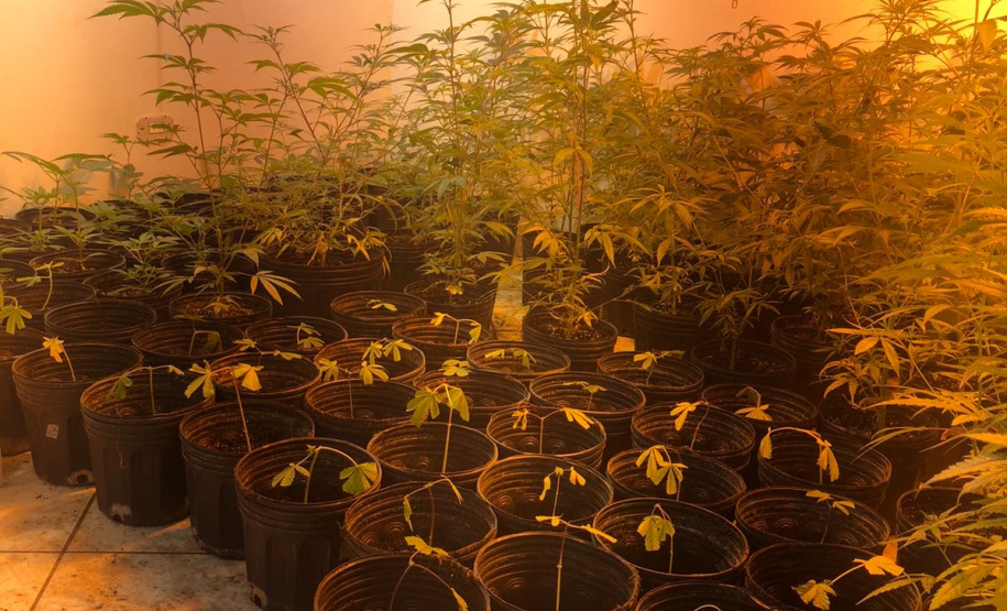 Polícia Militar desmantela estufa de maconha em Campina Grande do Sul