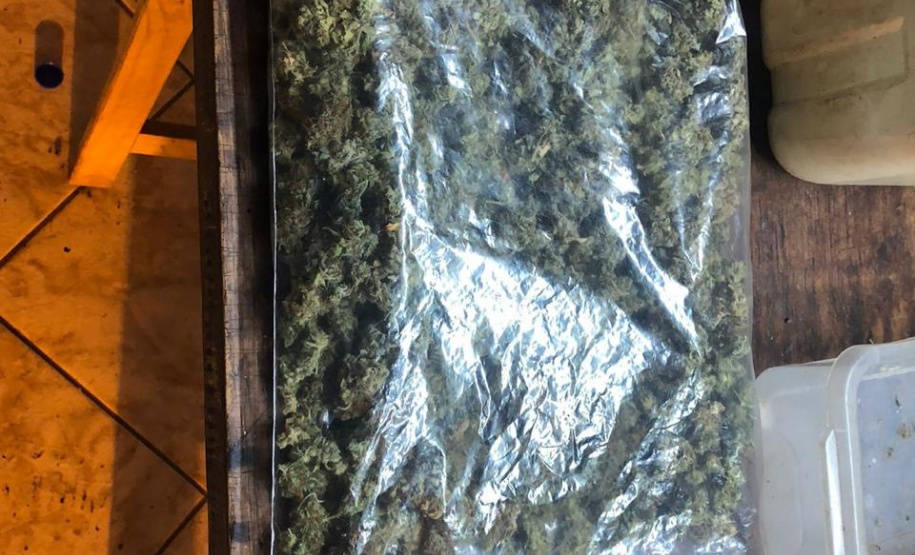 Polícia Militar desmantela estufa de maconha em Campina Grande do Sul