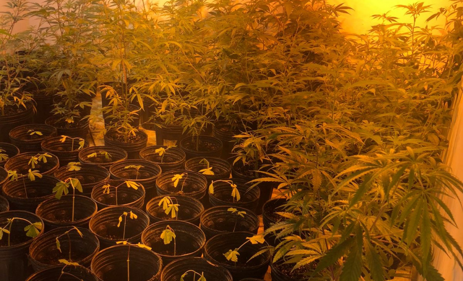 Polícia Militar desmantela estufa de maconha em Campina Grande do Sul