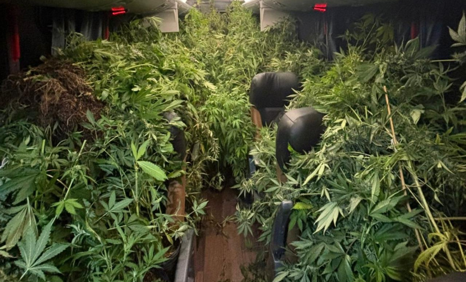 Polícia Militar desmantela estufa de maconha em Campina Grande do Sul