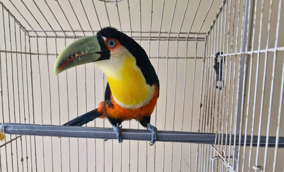 Batalhão de Polícia Ambiental orienta como proceder entrega voluntária de animais silvestres