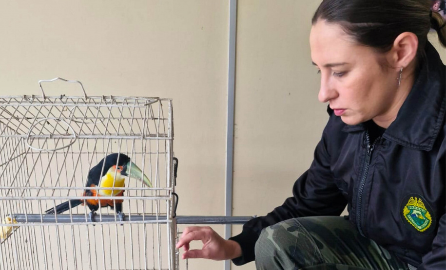 Batalhão de Polícia Ambiental orienta como proceder entrega voluntária de animais silvestres