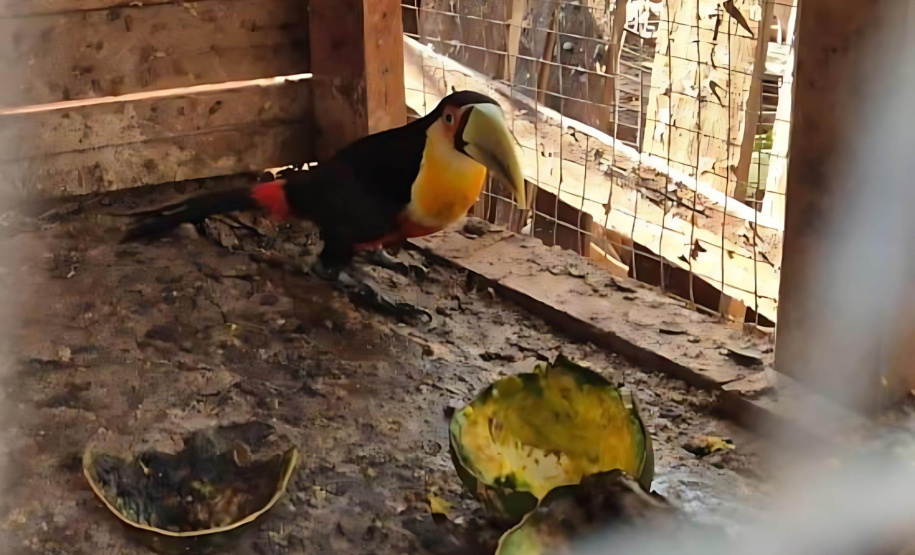 Batalhão de Polícia Ambiental orienta como proceder entrega voluntária de animais silvestres