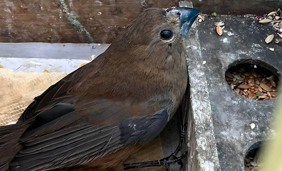 Batalhão de Polícia Ambiental orienta como proceder entrega voluntária de animais silvestres