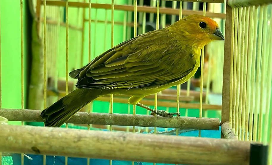 Batalhão de Polícia Ambiental orienta como proceder entrega voluntária de animais silvestres