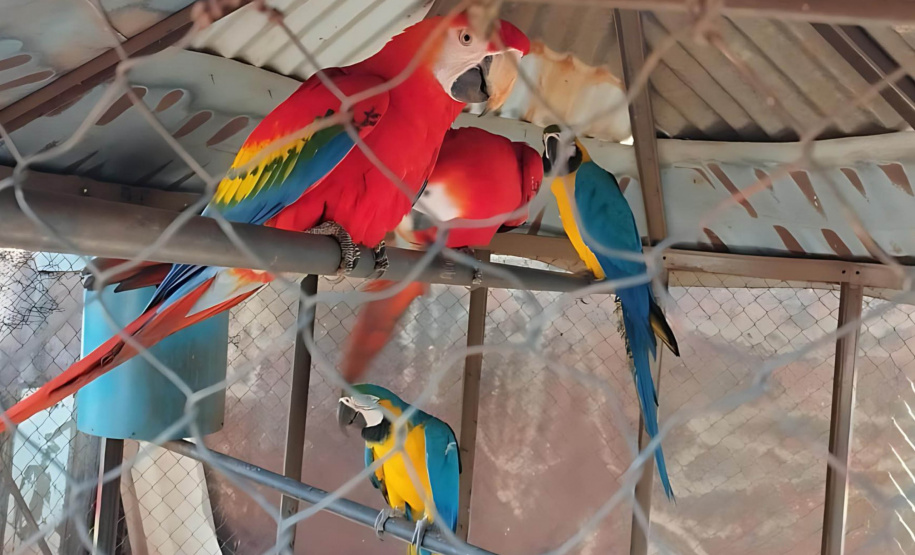 Batalhão de Polícia Ambiental orienta como proceder entrega voluntária de animais silvestres