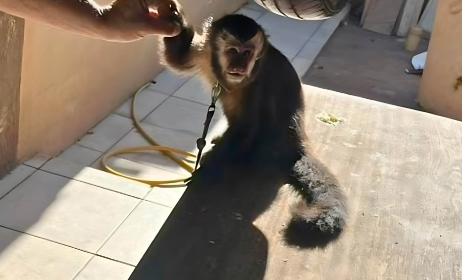 Batalhão de Polícia Ambiental orienta como proceder entrega voluntária de animais silvestres