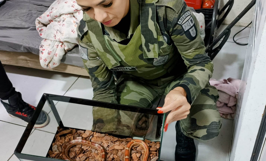 Batalhão de Polícia Ambiental orienta como proceder entrega voluntária de animais silvestres