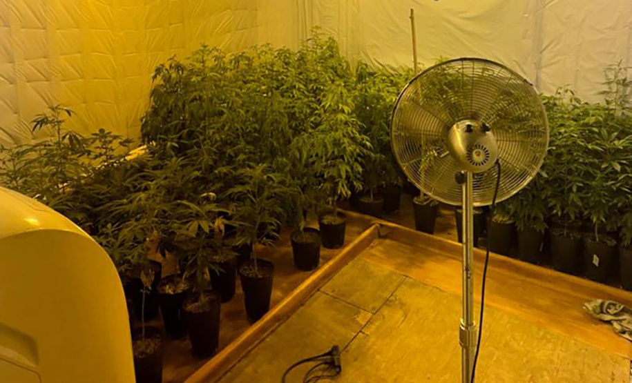 PMPR encontra nova estufa e apreensões passam de mil pés de maconha em Campina Grande do Sul