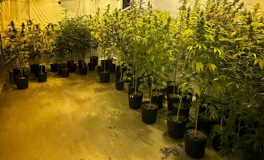 PMPR encontra nova estufa e apreensões passam de mil pés de maconha em Campina Grande do Sul