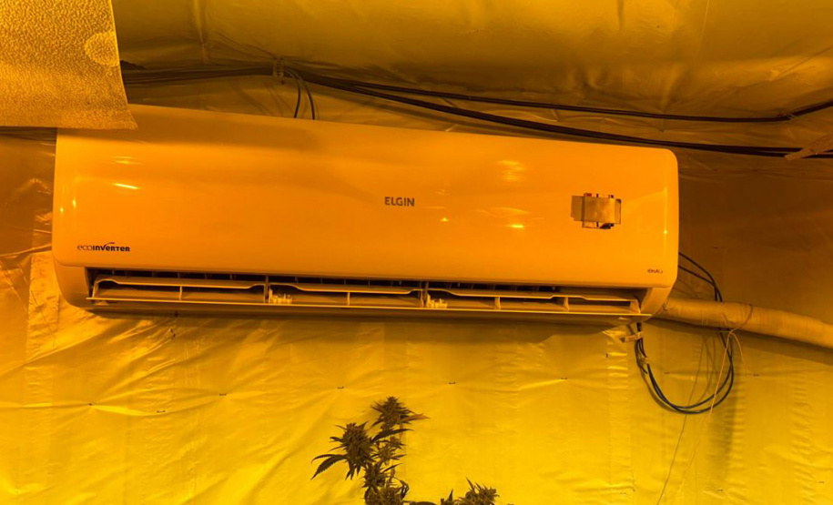 PMPR encontra nova estufa e apreensões passam de mil pés de maconha em Campina Grande do Sul