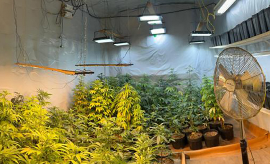 PMPR encontra nova estufa e apreensões passam de mil pés de maconha em Campina Grande do Sul