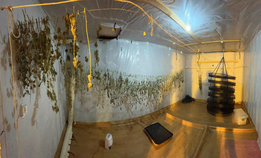 PMPR encontra nova estufa e apreensões passam de mil pés de maconha em Campina Grande do Sul