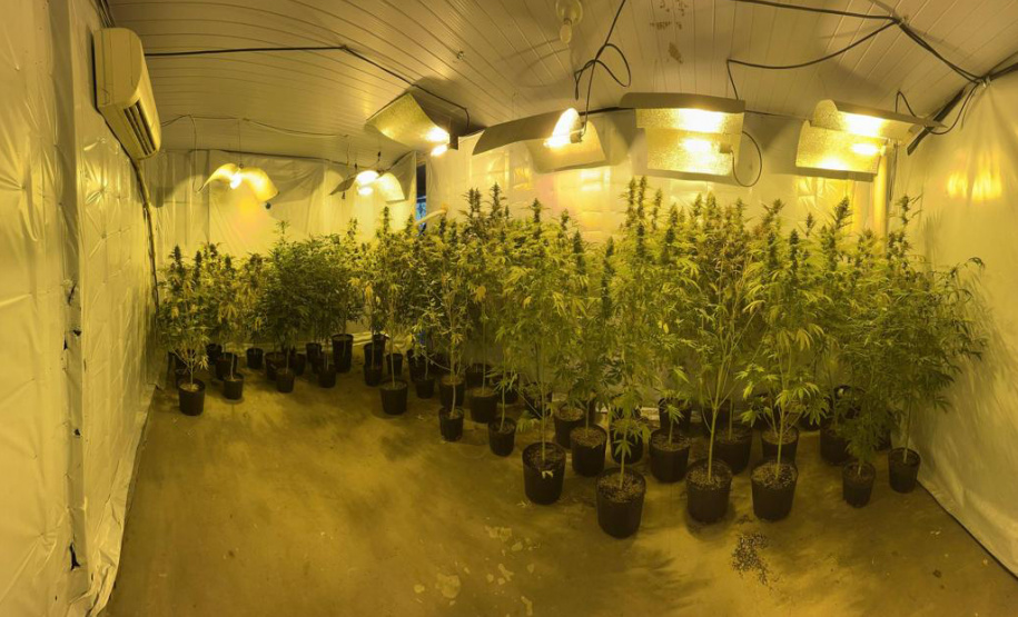 PMPR encontra nova estufa e apreensões passam de mil pés de maconha em Campina Grande do Sul