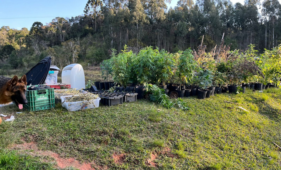 PMPR encontra nova estufa e apreensões passam de mil pés de maconha em Campina Grande do Sul