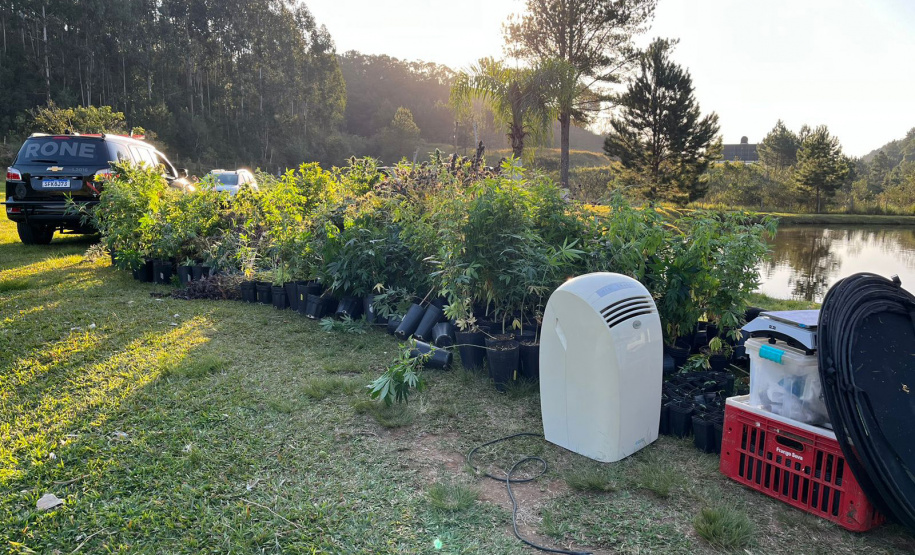 PMPR encontra nova estufa e apreensões passam de mil pés de maconha em Campina Grande do Sul