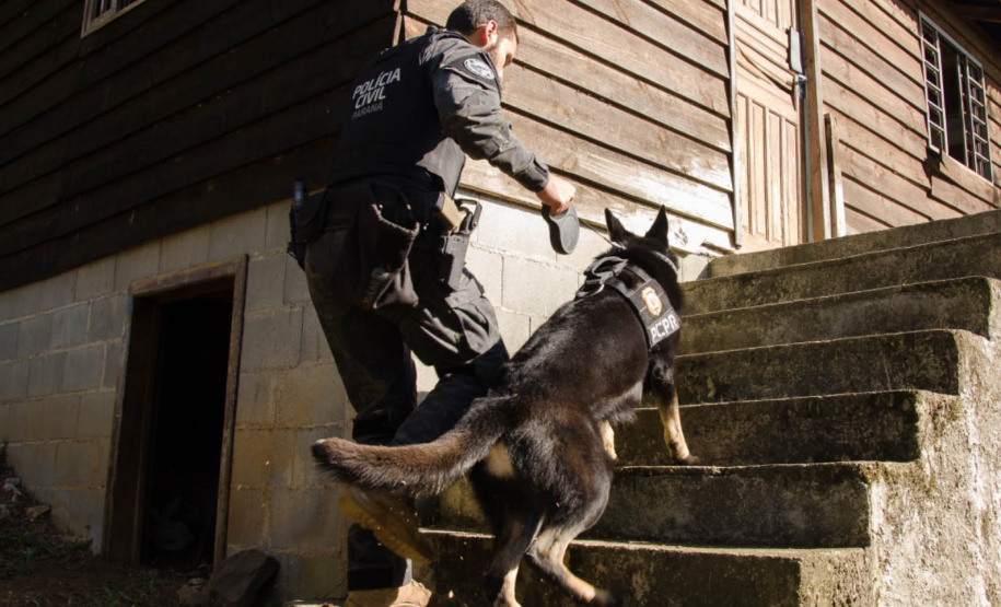 Detecção de drogas, armas e até explosivos: núcleo de cães da PCPR completa 13 anos