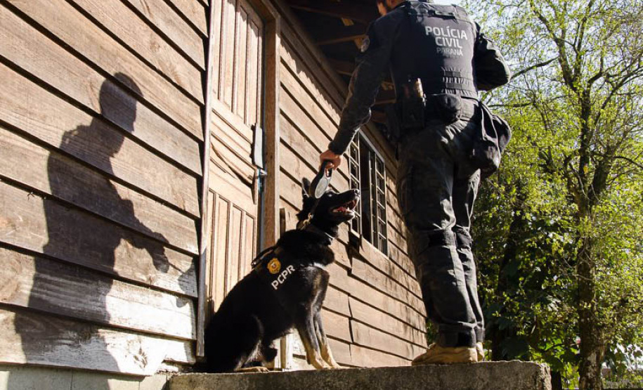 Detecção de drogas, armas e até explosivos: núcleo de cães da PCPR completa 13 anos
