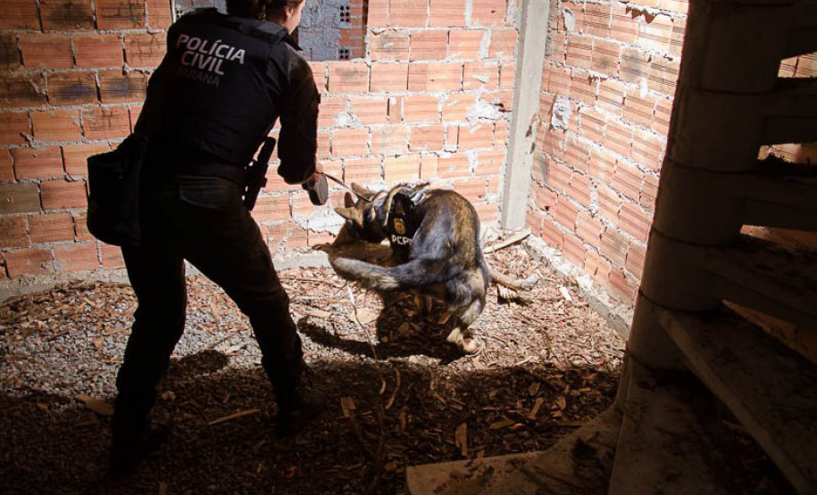Detecção de drogas, armas e até explosivos: núcleo de cães da PCPR completa 13 anos