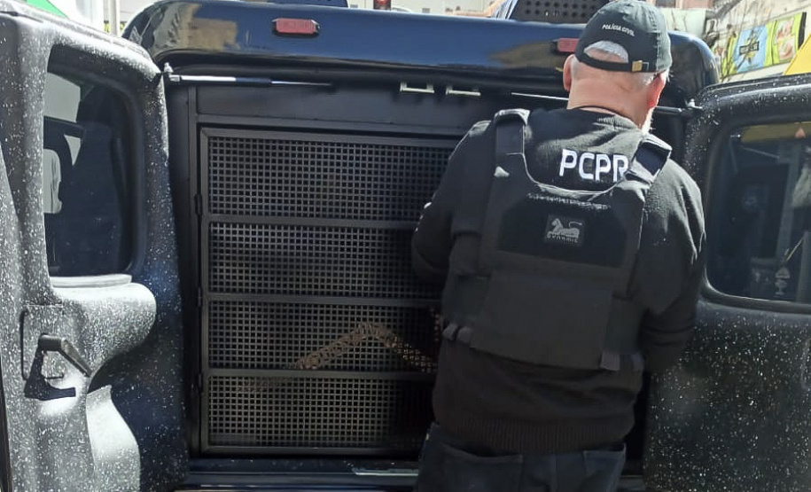 PCPR prende 848 pessoas em operação nacional de combate à violência contra a mulher