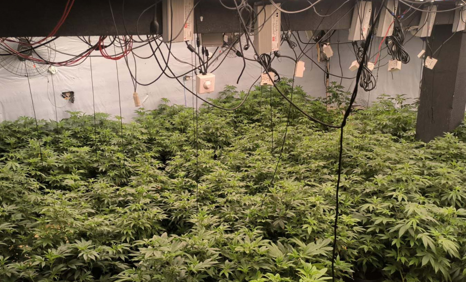 PMPR encontra 430 pés de maconha em quatro estufas em Maringá