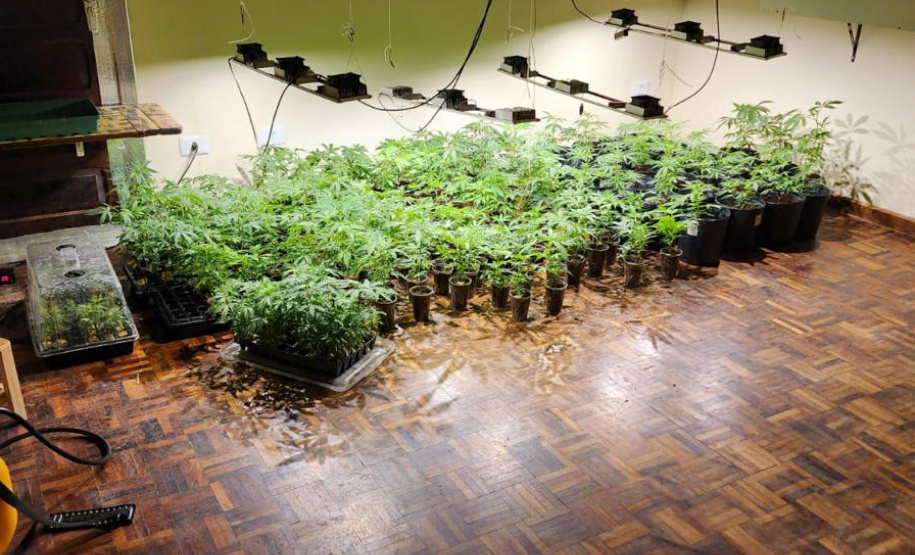 PMPR descobre estufas com 327 pés de maconha em Curitiba e apreende fuzil no Litoral