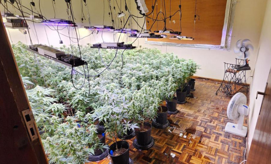 PMPR descobre estufas com 327 pés de maconha em Curitiba e apreende fuzil no Litoral