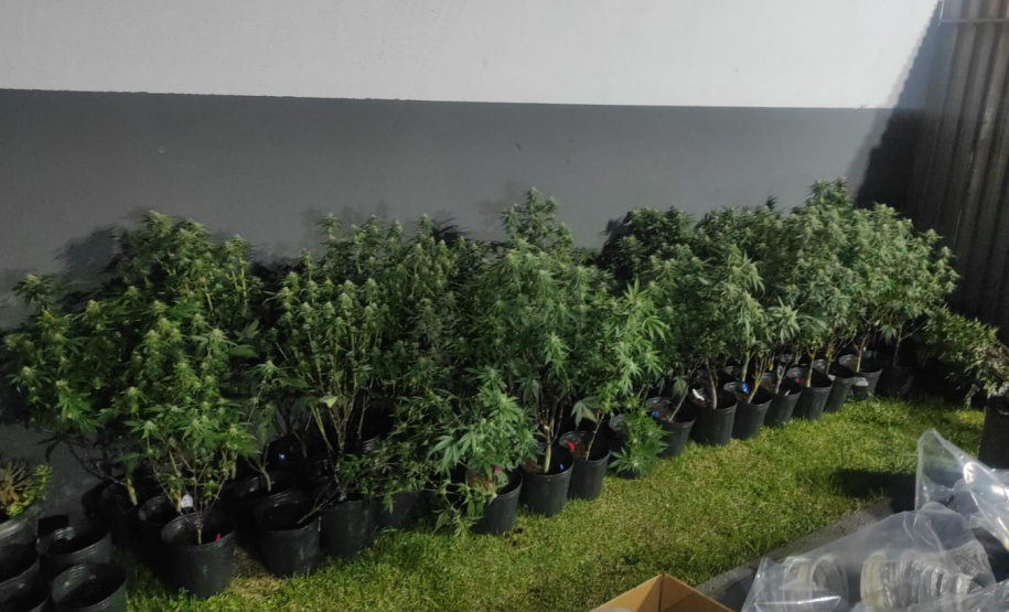 PMPR descobre estufas com 327 pés de maconha em Curitiba e apreende fuzil no Litoral