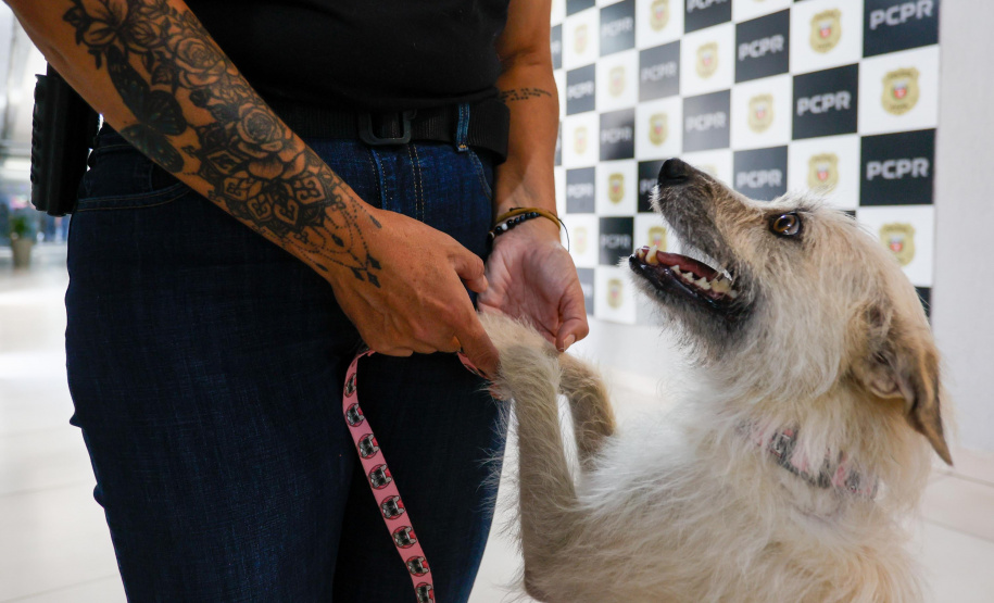 Policiais civis adotam cachorrinha que "pediu ajuda" para salvar os filhotes