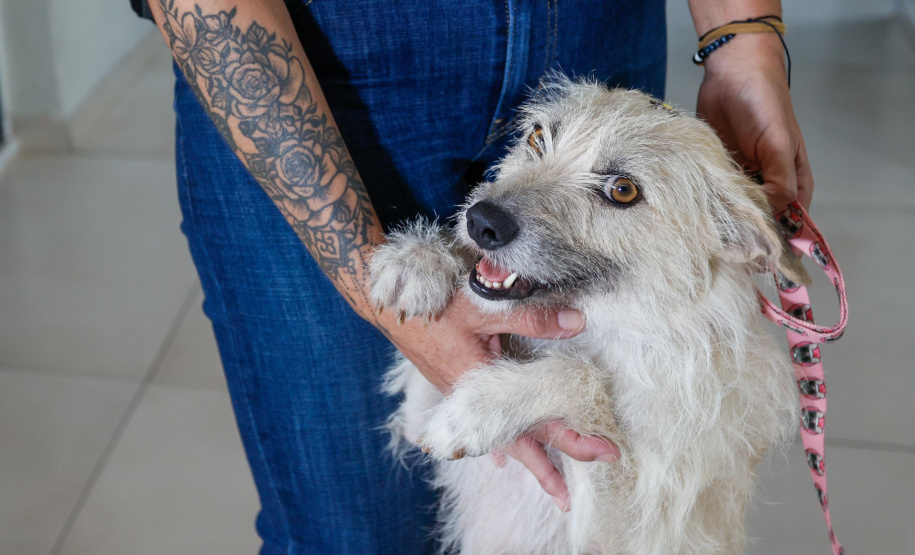 Policiais civis adotam cachorrinha que "pediu ajuda" para salvar os filhotes